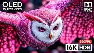 Incredible OLED HDR Showcase | 4K Ultra HD Display Test (8K ULTRA HD TV)