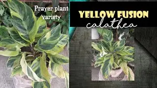 Calathea Yellow Fusion / Prayer Plant  / Scarlet Venice