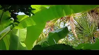 Le Jardin-Jungle, un îlot de fraîcheur 🌴🌾🪴
