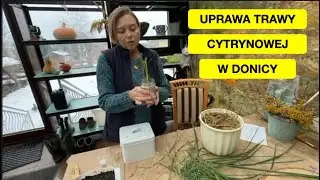 Wysiew Trawy Cytrynowej - Teraz dobry termin
