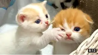 Kitten Willie beats his sister Coco and tries to get out of the basket meowing loudly