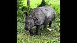 Jeep Safari tour Chitwan, Nepal w (Get your Guide) #chitwan #nepal #nepali #rhino #safari #jungle