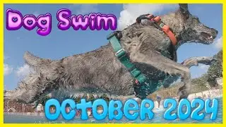 Saltdean Lido Dog Swim 2024 With Bea