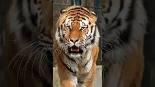 Woo tiger 🐯.
