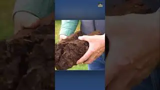 Peat &ndash; The Real Fuel Before Coal #shorts