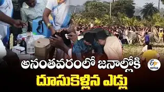 అనంతవరంలో జనాల్లోకి దూసుకెళ్లిన ఎడ్లు | Bulls Run Into Crowd at Padmanabham Mandal Event