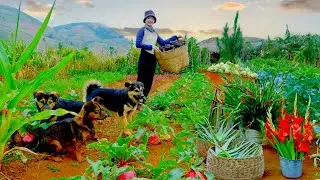 Harvest: Red Radishes, Gladiolus Flowers, Kohlrabi, Eggplants To Sell At The Market, Cook, Garden