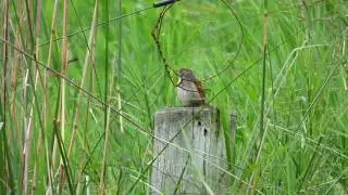 Pale breasted Spinetail. Synallaxis albescens - Rastrojero Palido