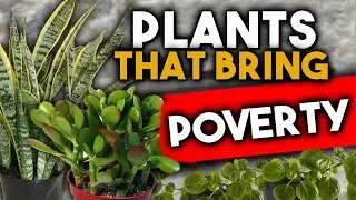 PLANTS THAT DRAIN YOUR ENERGY or BRING BAD LUCK   Should we GET THEM OUT OF our HOME