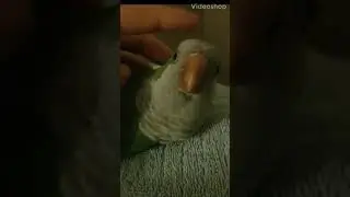 Bird + Bruno Mars song (funny) |Ruby's Zoo