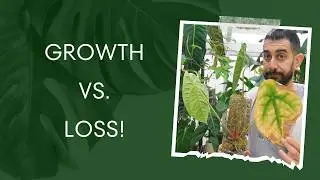 🌱 November Plant Room Update: The Growth & Loss in My Jungle! 🍃🍂