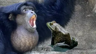 Siamangs Howling Frogs Croaking FYV