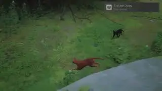 Stray &ldquo;A Little Chatty&rdquo;