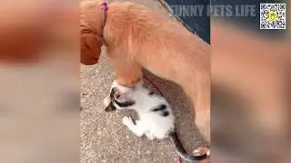 🥰🐾 Самые смешные и милые моменты с питомцами! 🤪😊 Видео с кошками и собаками