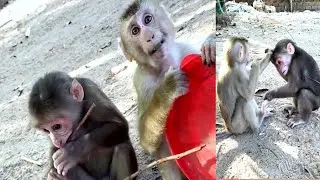 Adorable monkey life living in peace - happy everyday - life is enjoying #shorts #monkey #animals