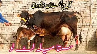 20Kg Milky 🌹 Cholistani Frizan Cross Cow 🐮 For Sale Today 📞03040769739 In Pakistan. Nov 16,2025