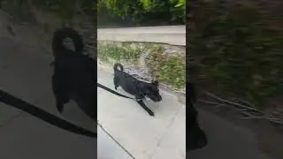 Startled Dog Barking at a Halloween Decoration