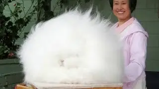 You Won't Resist How Fluffy This Rabbit Is, So Cute!