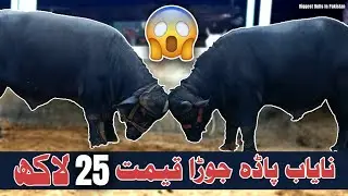 Price #25Lac - Unique Buffalo Joori || Nayab Nasal Kodu Phada || Biggest Bulls in Pakistan
