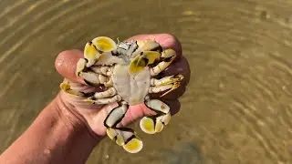 Catching yellow crabs on the strange crab beach | Sushira TV 4K