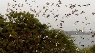 One day Life of Birds|Neelpuram Village