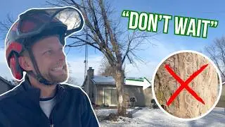 The Dead Tree Mistake Homeowners Always Make