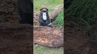 De Brazza's Monkey searching for grubs