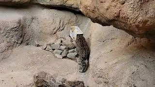 Ocelot named Miss Ida Zigglebaum at the Sonoran Desert Museum in Tucson Arizona when given a box.