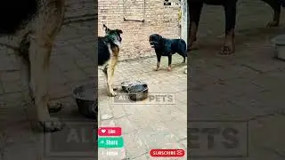 Aggressive Rottweiler dog vs German Shepherd dog #youtubeshorts #shorts #rottweiler