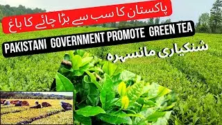 Shinkiari tea plantation Mansehra Visit | Pakistan's biggest Tea Garden | Info Biodiversity