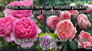 Amazing Rose collection dispatched #new#trending#rare#rose#trending#english#rose#tamil#exotic#fruits