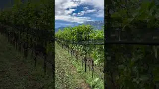 Removing the anti-hail nets before grape harvest!🍇🎥@hofstatter.winery #preparingforharvest #grape