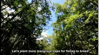 Mangrove Paddle Boat Tour