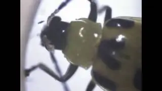 Spotted Cucumber Beetle (Crioceris duodecimpunctata)