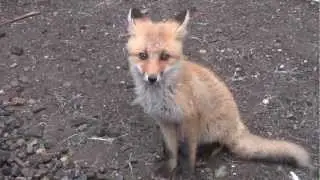 知床 人なつっこいキタキツネの子供／Shiretoko Little fox