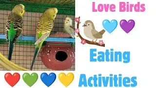 Love Birds Eating Activities 💜💙💛🧡🩵❤️🤎💚👍🥹