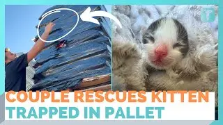 Couple Rescue Kitten Trapped In Wrapped Plastic Pallet