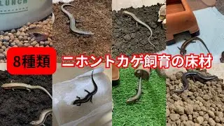 【8種類】ニホントカゲ飼育の床材〜メリット・デメリット〜