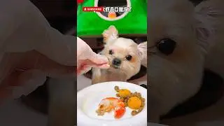 Watch My Dog Enjoy His Meal | Pet Tales#pettales #shorts #shortvideo #short #subscribe #foryou #asmr