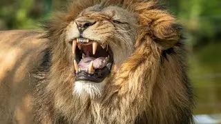WW1 /WW2 /War Inna Babylon Human Diet Root Cause Of Violence.