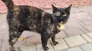 This Cat Came Running Towards Me Because She Wants Love And Food.