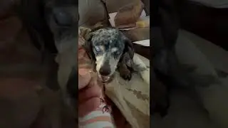 Cuidemos y amemos nuestros animales ellos solo quieren un povo de amor #parati #pets #perros