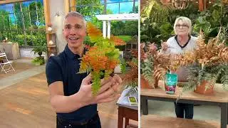 Barbara King 2-Piece Fern Jurassic Gold Live Plants on QVC