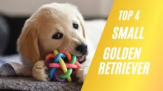 4 лучших породы маленьких золотистых ретриверов для домашних животных