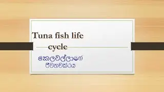 Track of the Tuna ( DOCUMENTARY)Jay Anu