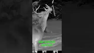 Head-Scratcher Gland Lure @Spypoint #deer #scraper #trailcamera #archary #mockaholic #mockscrape