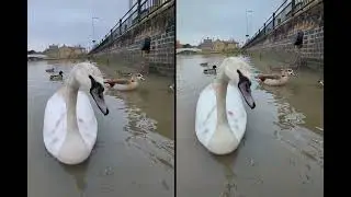 Egyptian Goose and Swan - 3000x2000 29.97fps - parallel view