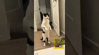 Нарезка приколов с котами 😂 | Лучшие моменты котиков!Funny Cat Compilation  | Best Cat Moments Ever!