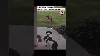 Person teaching dog how to use the bathroom 😳