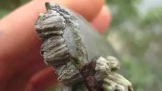 Silver Chert Adze   DfRv 34 SaltSpring Island BC